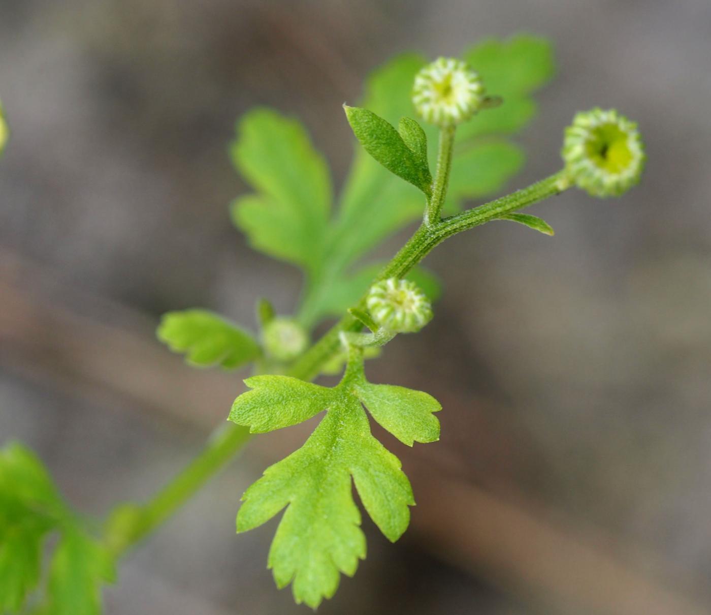 Feverfew leaf